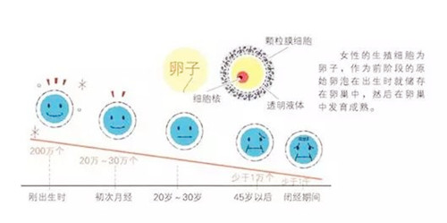 泰国试管婴儿中介